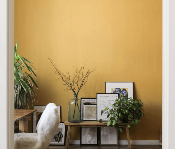 Warm mustard yellow wall paint shade in a stylish living room